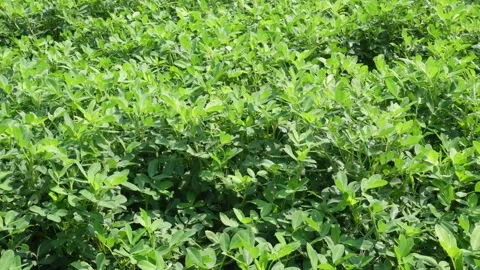 Green Leafy Plants Video stock 335210527