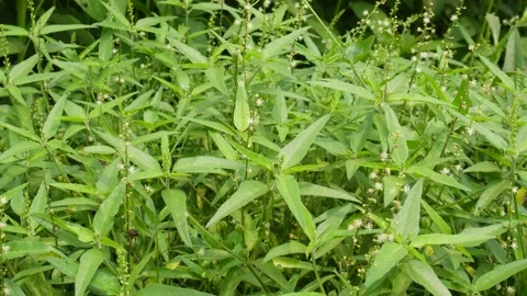 Green Leafy Plants Stock Footage 336684882