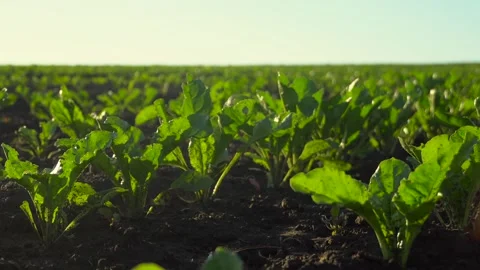 Green leafy plants grow steadily in a sunny field under a clear blue sky during Stock Footage 320436609