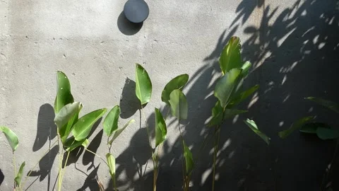 Green leafy plants growing against a grey concrete wall with natural sunlig.. Stock Footage 345198472