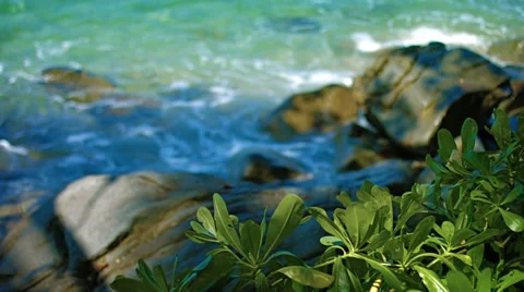 Green, Leafy Plants Growing Wild along Tropical, Thai Beach 库存影片 49621309