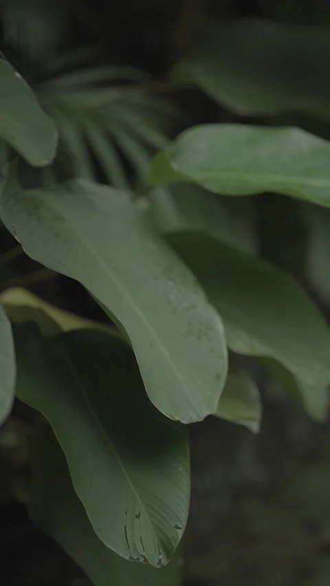 Green leafy plants moving in the wind Video stock 224425896