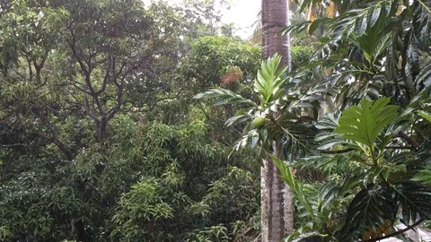 Green leafy rain Stockbeeldmateriaal 100972362