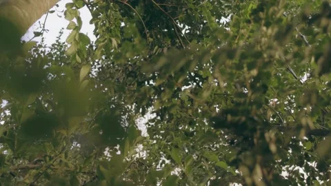 Green leafy shrub branches viewed from low angle during golden hour. Stock Footage 248330770