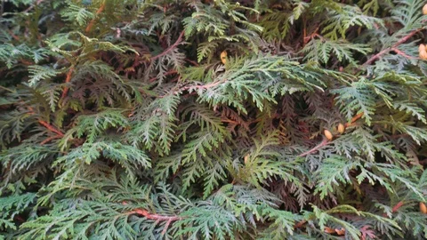 Green leafy shrub. Dry branches. Swollen orange kidneys. 库存影片 126637439