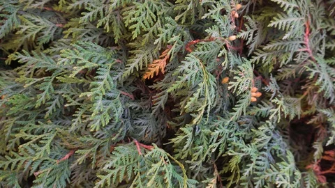 Green leafy shrub. Dry branches. Swollen orange kidneys. 库存影片 126637494