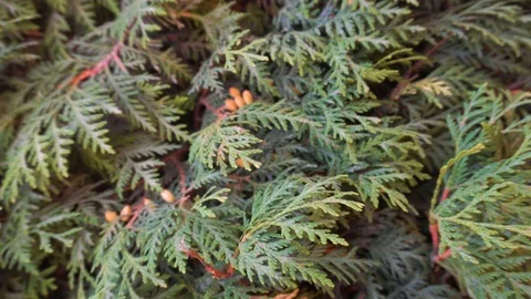 Green leafy shrub. Dry branches. Swollen orange kidneys. Vidéo 126637495