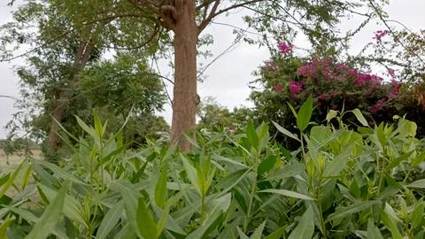 Green leafy shrubs with tree trunk and pink flowers background photo 写真素材