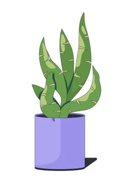 Green leafy snake plant in ceramic pot 2D cartoon object Stock Illustration