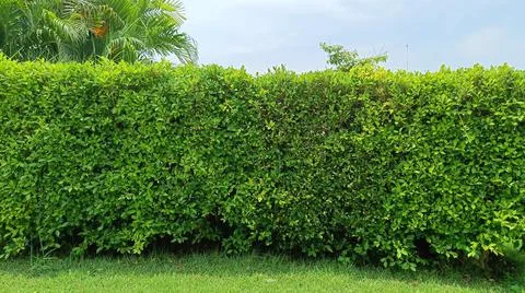 Green leafy tree background Stock Photos