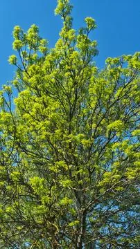 Green leafy tree branches against clear blue sky in spring season Stock Photos