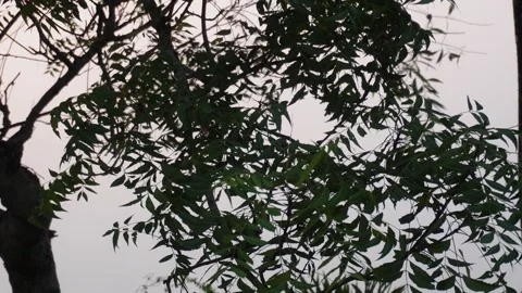 Green leafy tree branches silhouetted 스톡 동영상 329388430