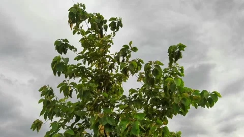 Green Leafy Tree Stock Footage 297585286