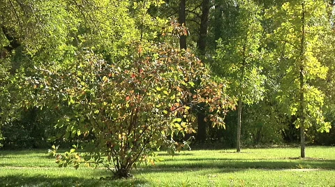 Green leafy trees in green grass dance shake and shiver in autumn breeze Video stock 863582