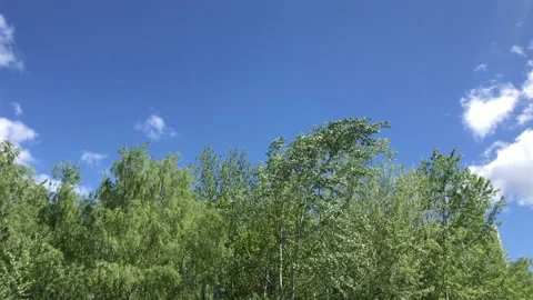 Green leafy trees sway in the wind against blue sky with white clouds 스톡 동영상 130916321