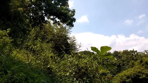 Green leafy trees under a blue sky with few clouds. Stock Footage 328061820