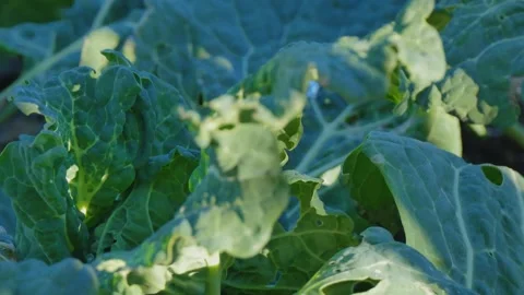 Green leafy vegetable in the garden Stock Footage 341009357