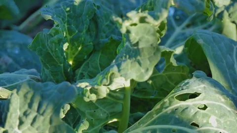 Green leafy vegetable in a veggie patch Stock Footage 341009372