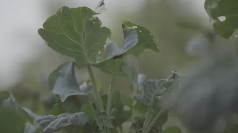 Green Leafy Vegetables Growing in Organic Garden with Insects Stock Footage 344907851