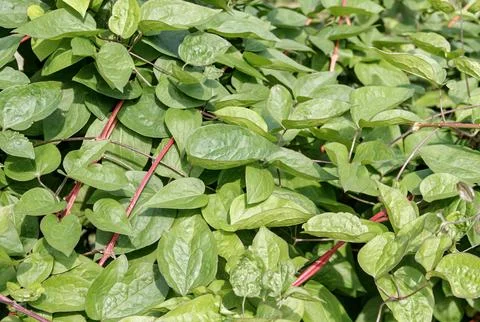 Green Leafy Vine with Red Stems, Natural Botanical Background Stock Photos