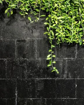 Green leafy vines elegantly hanging over a textured black wall, highlighting  Stock Photos