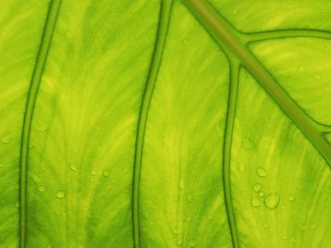 Green leage background structure of leafe and water drop on  Stock Photos