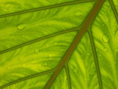 Green leage background structure of leafe and water drop on  Stock Photos