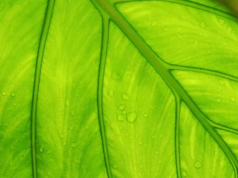 Green leage background structure of leafe and water drop on  Stock Photos