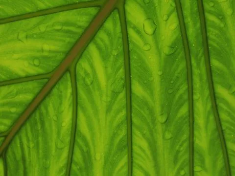 Green leage background structure of leafe and water drop on  Stock Photos