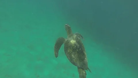 Green leather back turtle swimming and breathing Stock Footage 125299938