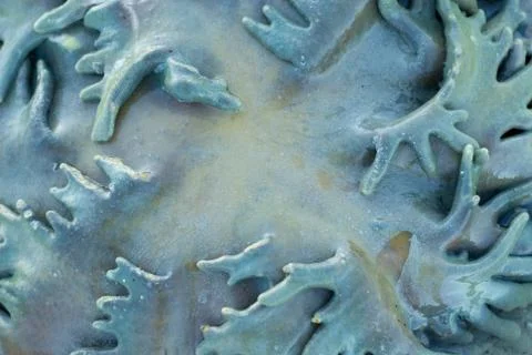 Green leather corals Stock Photos