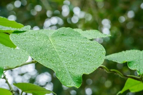 Green leave after the rain, with fresh water drops Stock Photos