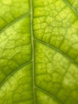 Green leave background (2) Stock Photos