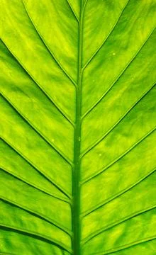 Green Leave Background. Macro View. Botany Wallpaper Foto stock