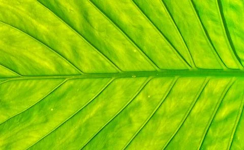 Green Leave Background. Macro View. Horizontal Photo Foto stock