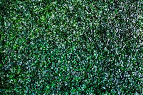 Green leave background Stock Photos