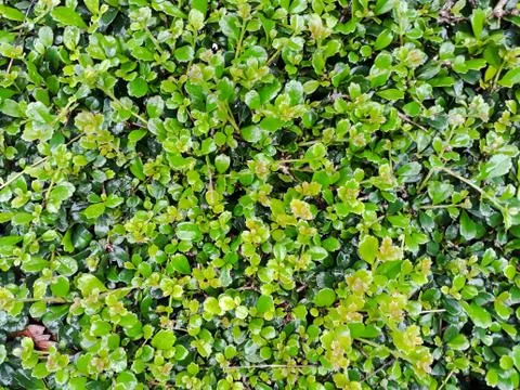Green leave background Stock Photos