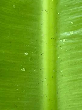 Green leave background Stock Photos