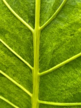 Green leave background Stock Photos