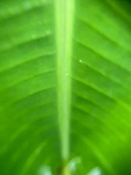 Green leave background Stock Photos