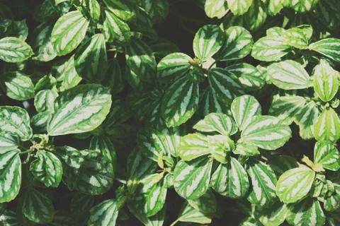 Green leave for background with selective focus close up Stock Photos