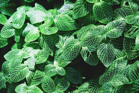 Green leave for background with selective focus close up Foto stock