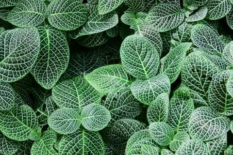 Green leave for background with selective focus close up Stock Photos