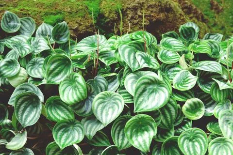 Green leave for background with selective focus close up Stock Photos