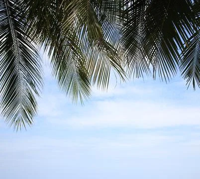 Green leave of coconut palm tree background 库存照片
