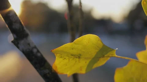 Green leave in daylight Stock Footage 45508191