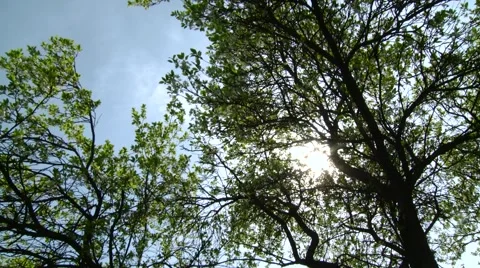 Green leave Stock Footage 891121