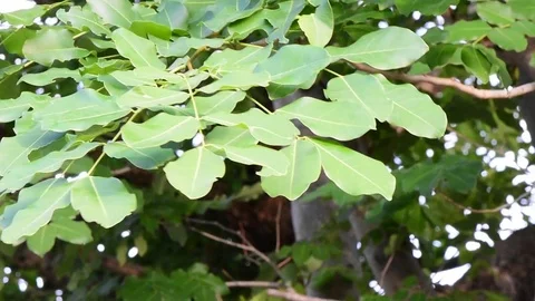 Green leave Stock Footage 75781822