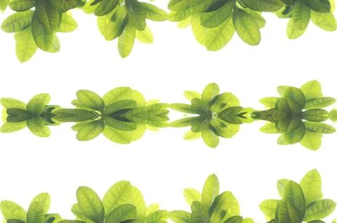 Green leave frame on white background Stock Photos