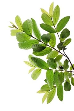 Green leave Stock Illustration